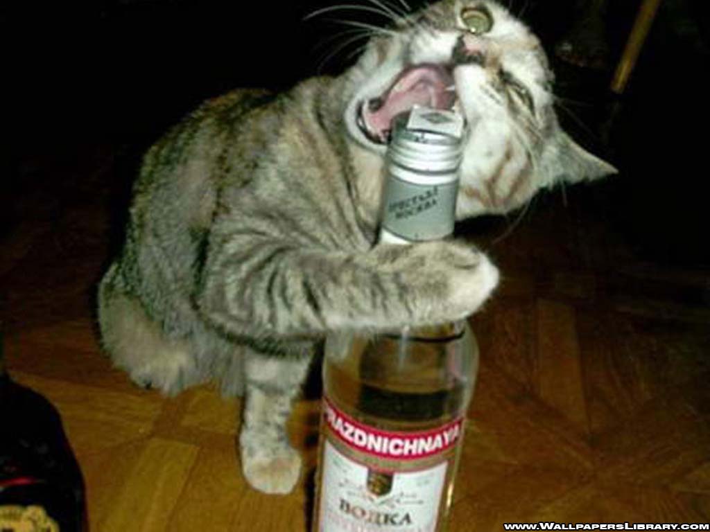 funny wallpapers download,cat,felidae,alcohol,liqueur,small to medium sized cats