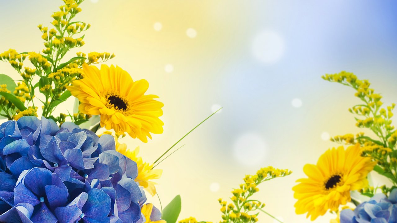 download gratuito di sfondi full hd,fiore,natura,giallo,girasole,pianta