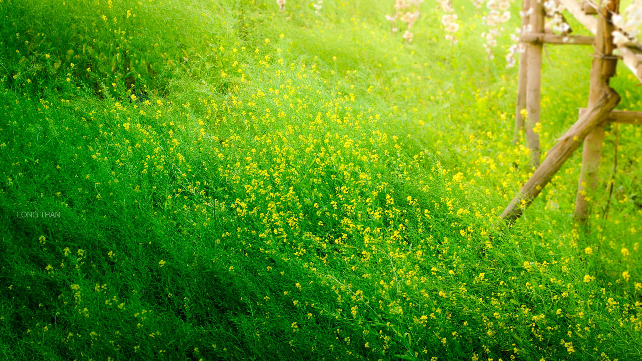 풀 hd 월페이퍼 무료 다운로드,초록,자연,잔디,물,식물