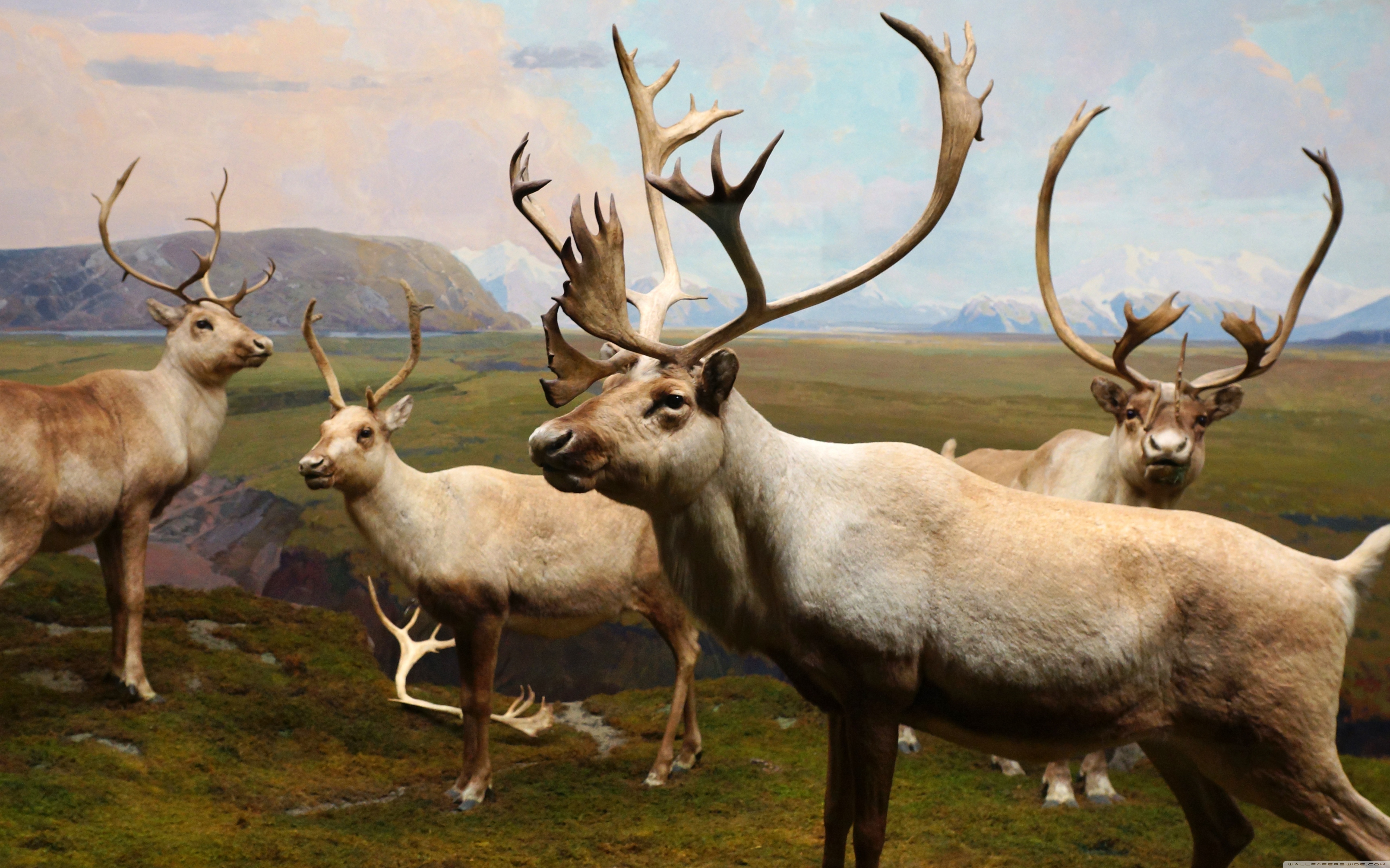 full hd wallpapers free download,mammal,reindeer,vertebrate,deer,elk