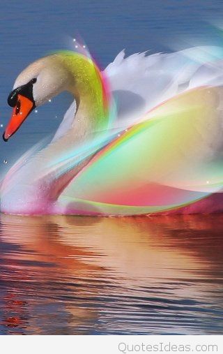 3d hd wallpapers for mobile,bird,swan,water bird,rainbow,sky
