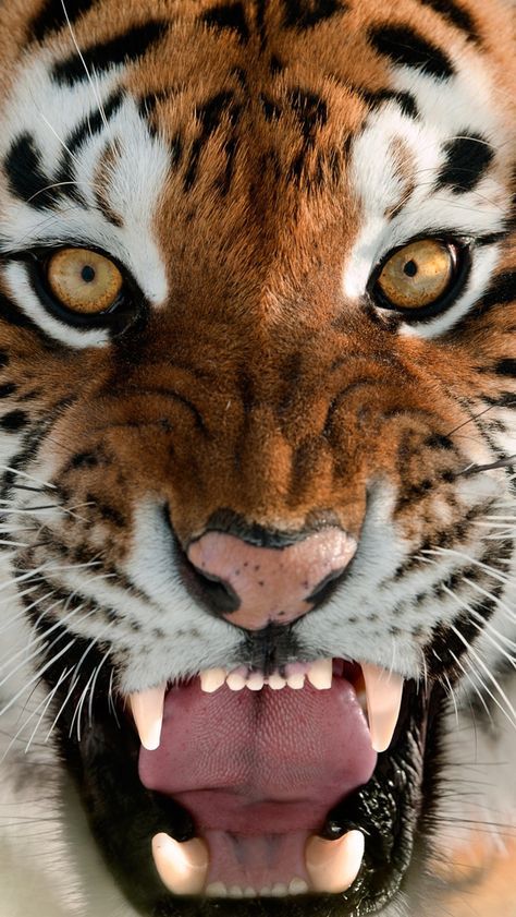 tapetenbilder foto,tiger,landtier,tierwelt,bengalischer tiger,sibirischer tiger