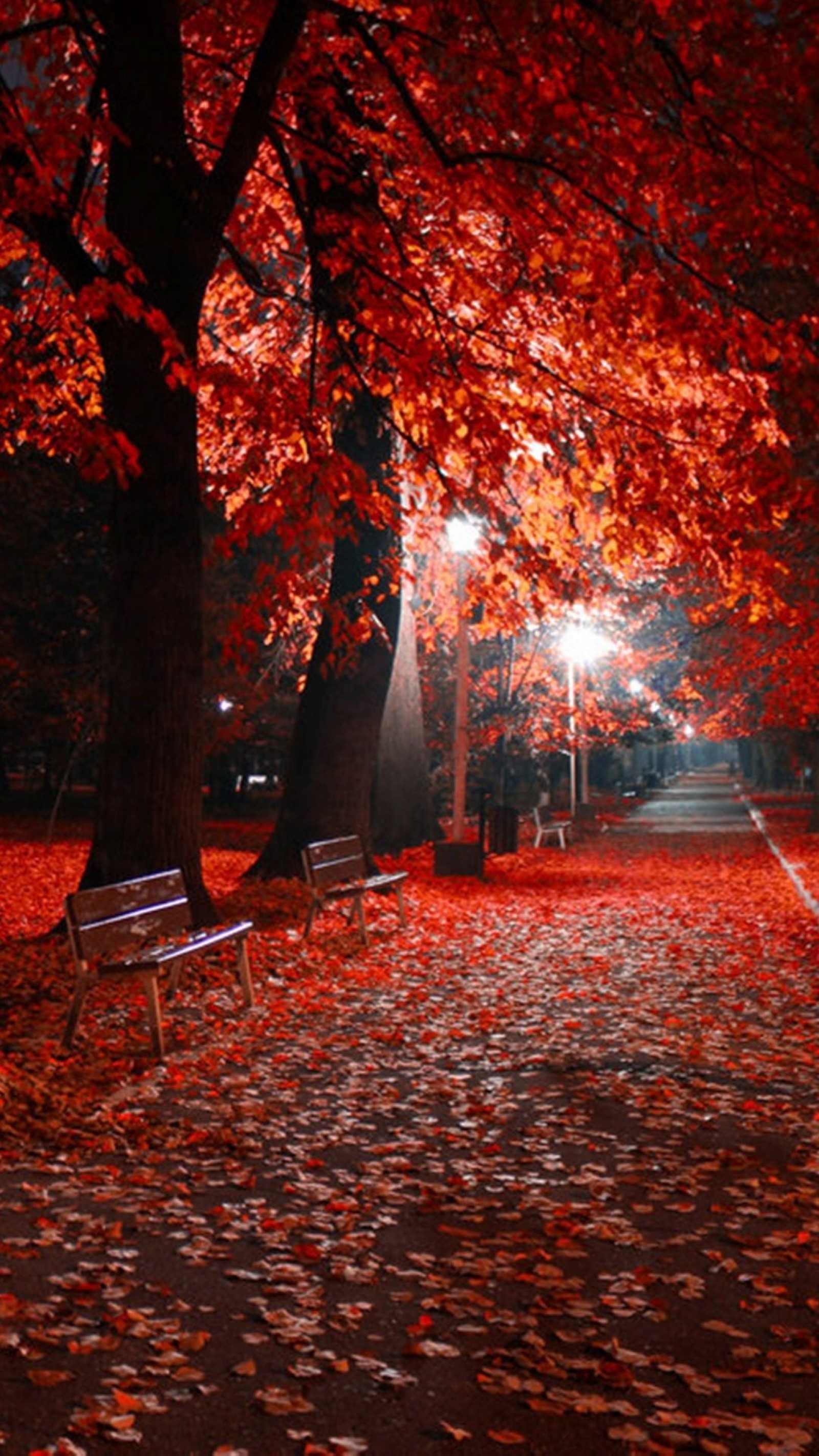 fond d'écran gratuit pour téléphones portables,arbre,la nature,feuille,rouge,paysage naturel