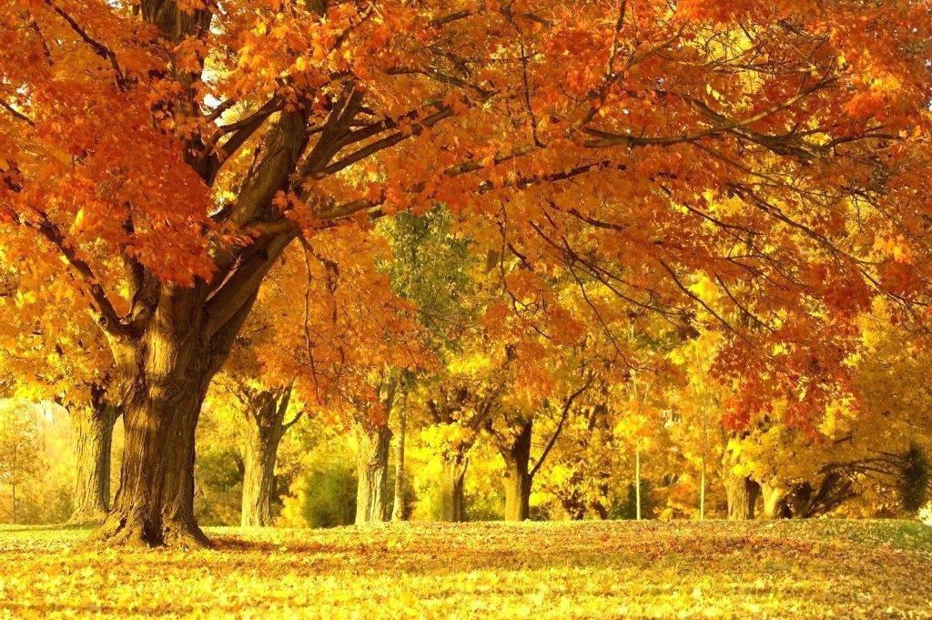 nouveau téléchargement de fond d'écran pour mobile,arbre,paysage naturel,la nature,feuille,l'automne