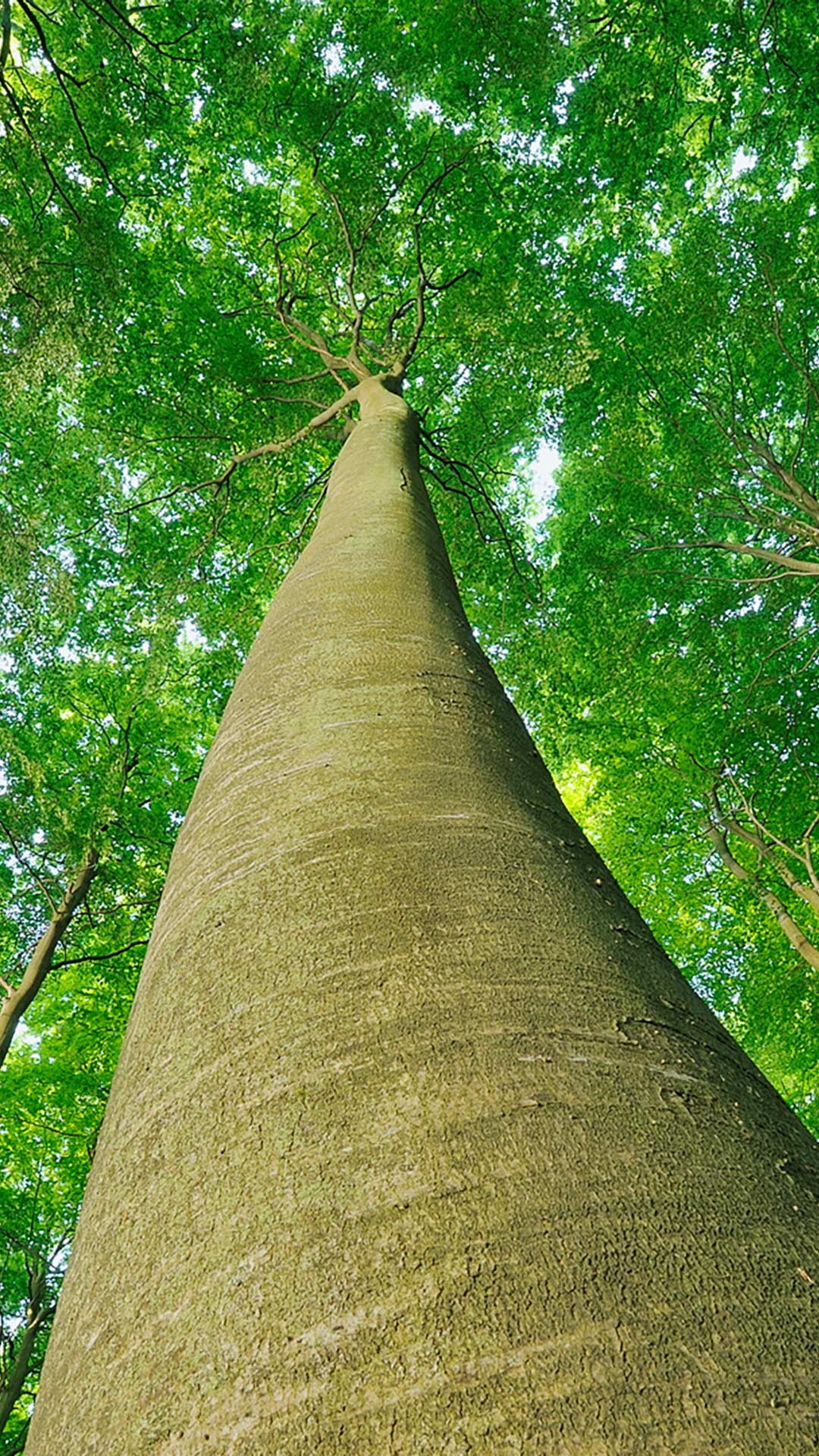 mejores fondos de pantalla hd para móvil descarga gratuita,árbol,hoja,planta leñosa,planta,maletero