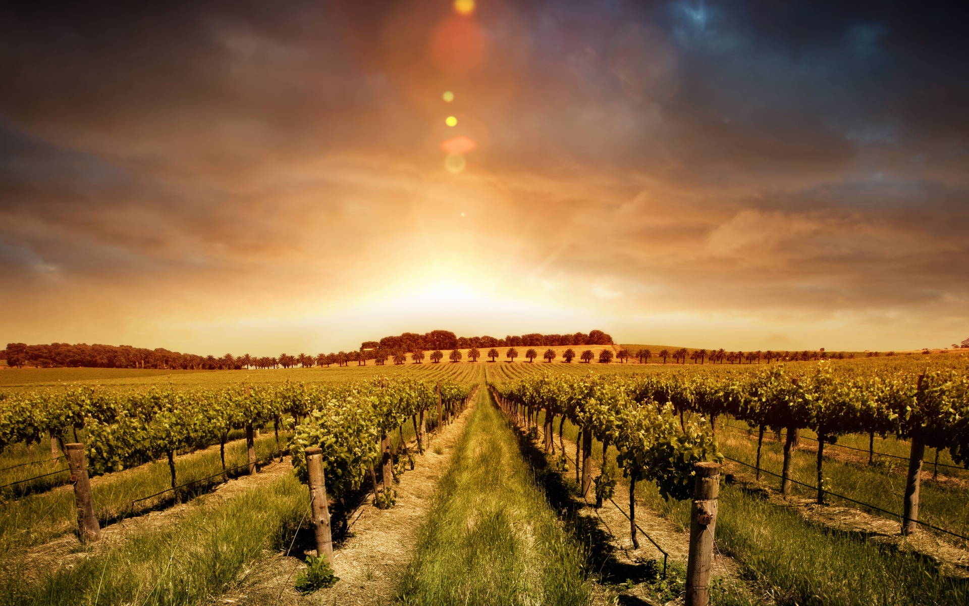 full hd background wallpaper,nature,sky,vineyard,agriculture,field