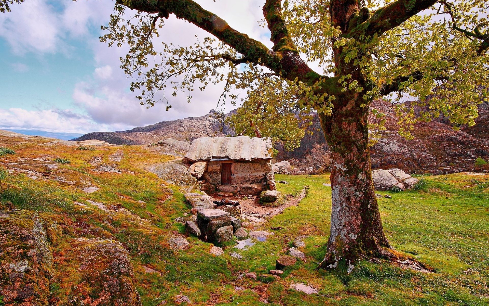 nuova carta da parati della natura,paesaggio naturale,natura,albero,roccia,pianta legnosa