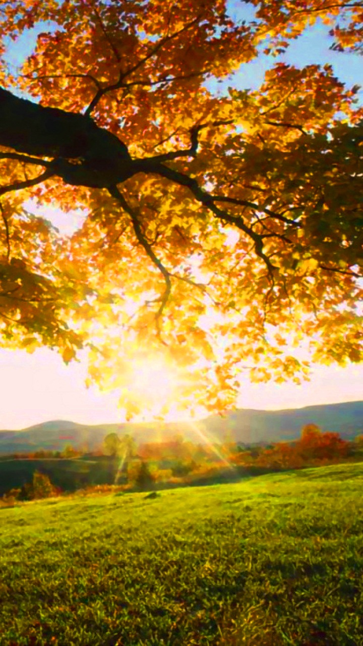 sfondi natura per android,paesaggio naturale,natura,cielo,albero,luce del sole