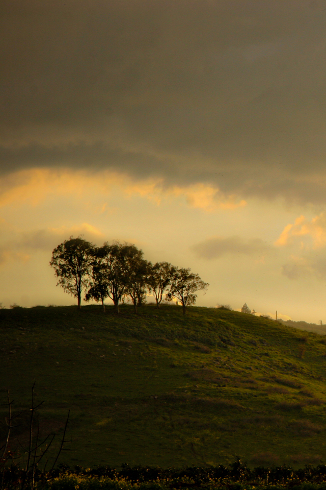 tapete teilen,himmel,natur,natürliche landschaft,baum,horizont