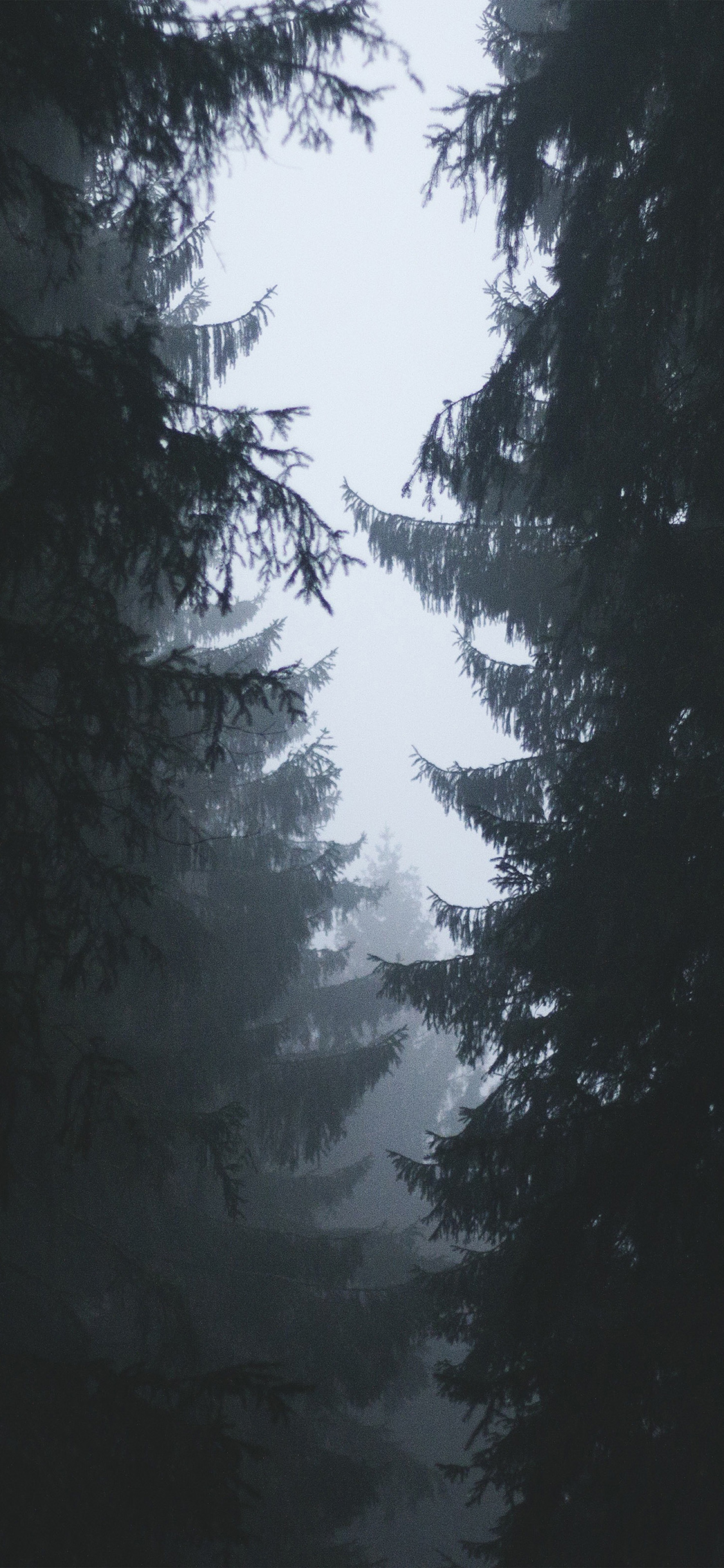 semplice sfondo per iphone,natura,cielo,albero,buio,foresta