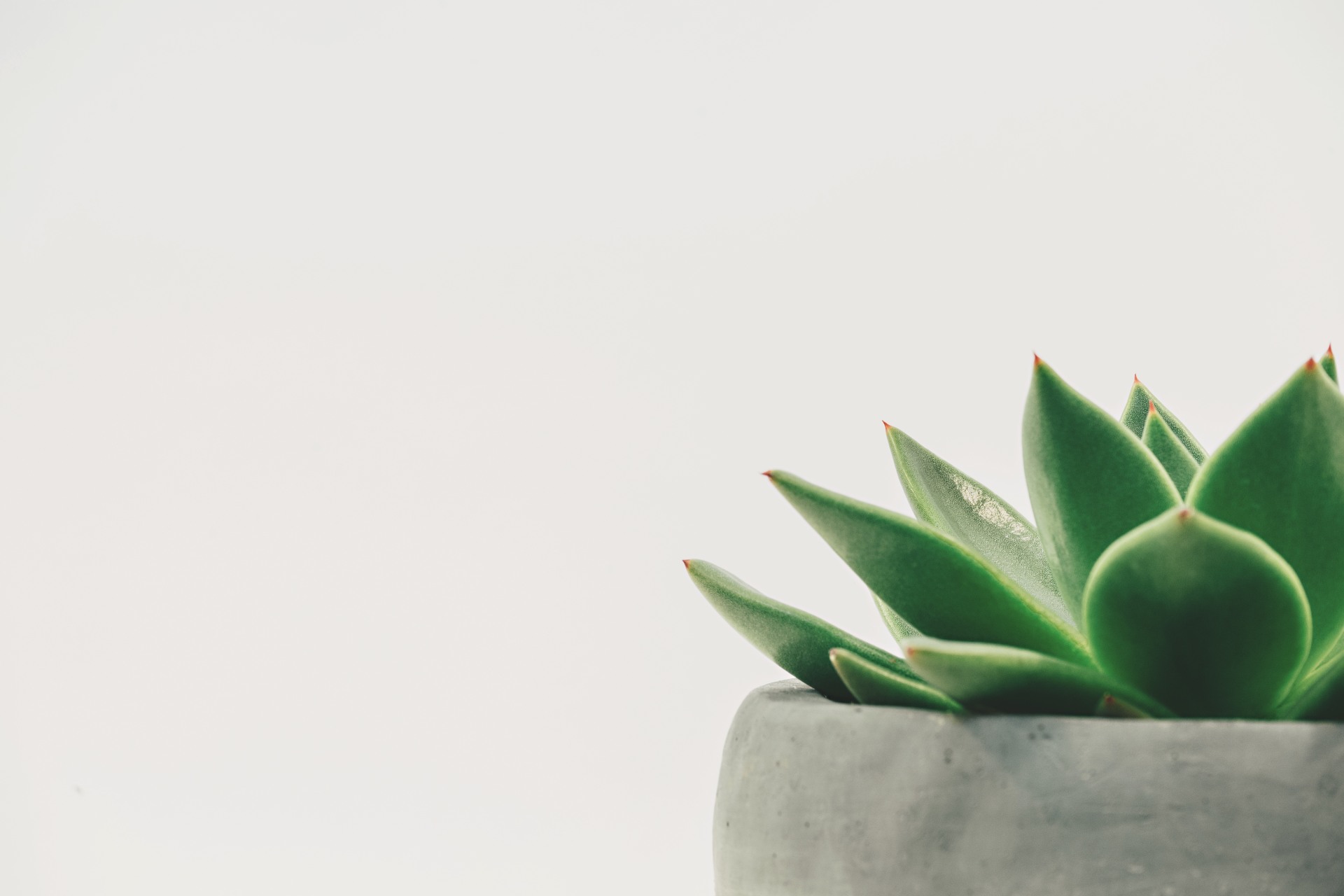 fonds d'écran minimalistas,blanc,vert,echeveria,feuille,plante d'appartement