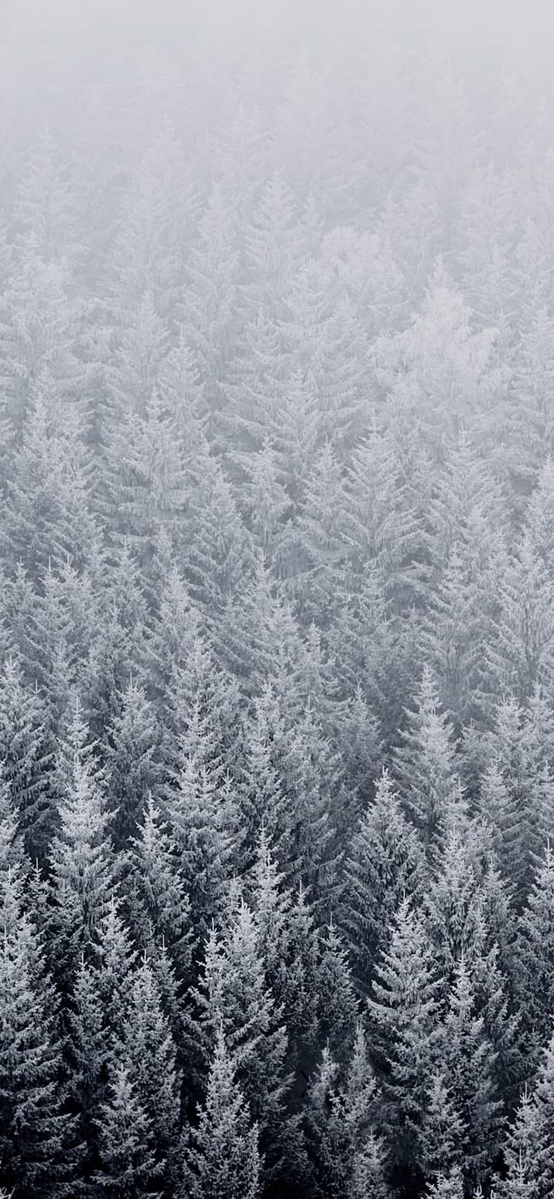 papier peint original,gel,gelé,neige,arbre,hiver