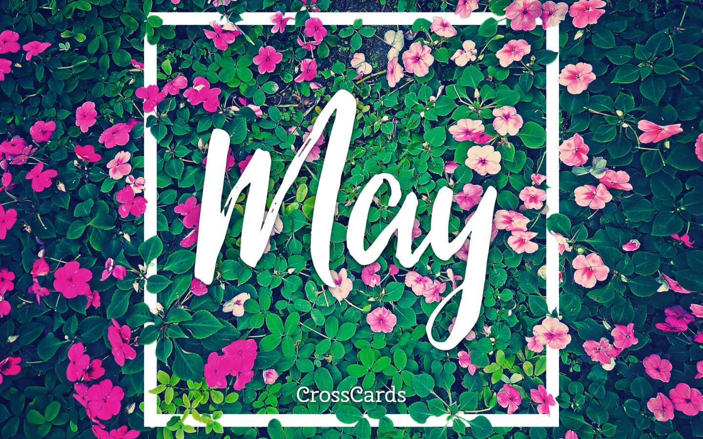 may wallpaper,text,font,pink,flower,plant