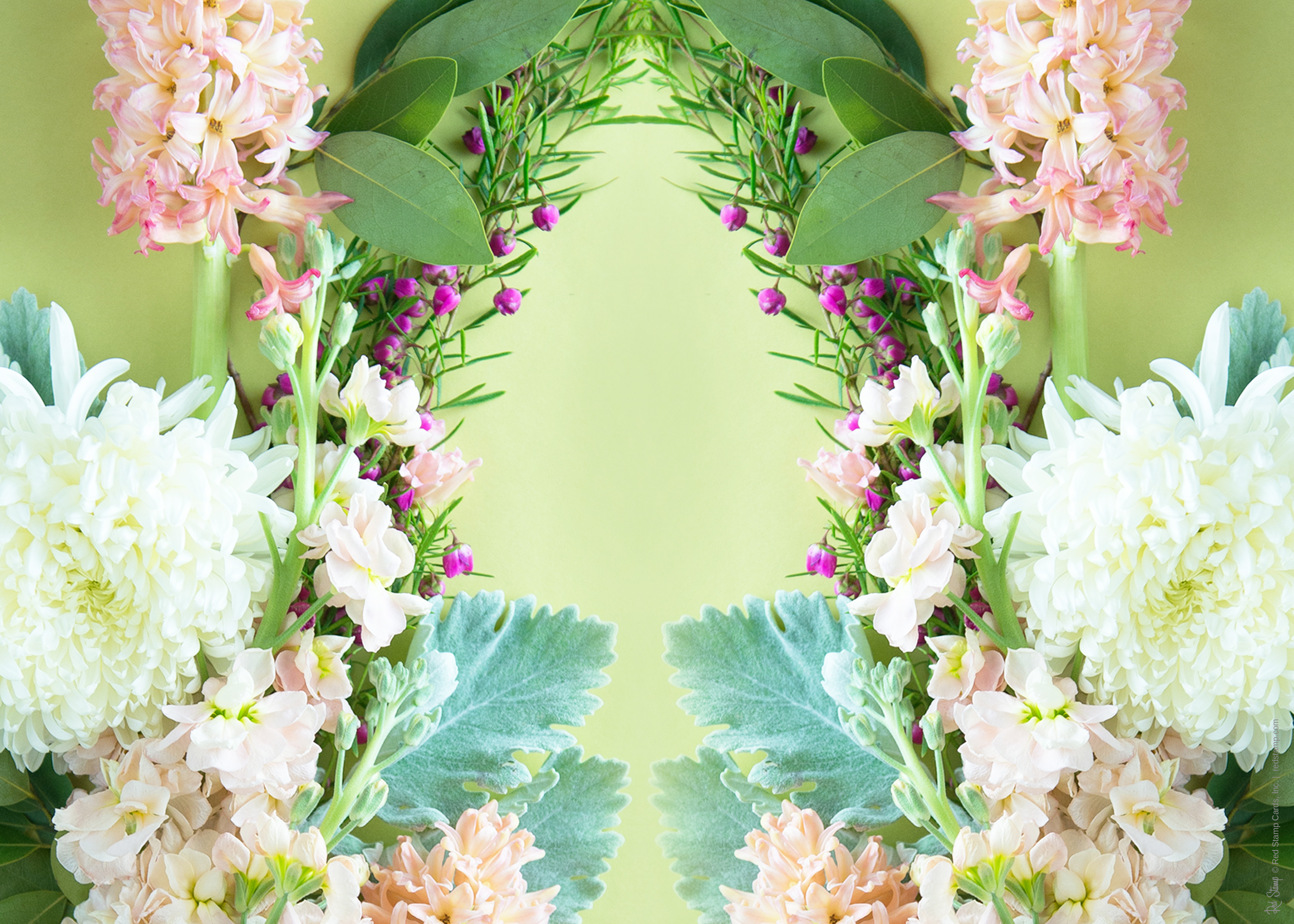 may wallpaper,flower,pink,plant,cut flowers,hydrangea