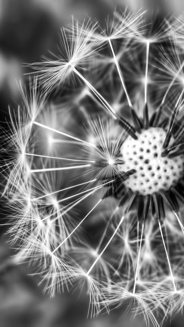 fondo de pantalla iphone blanco y negro,diente de león,en blanco y negro,fotografía monocroma,diente de león,flor