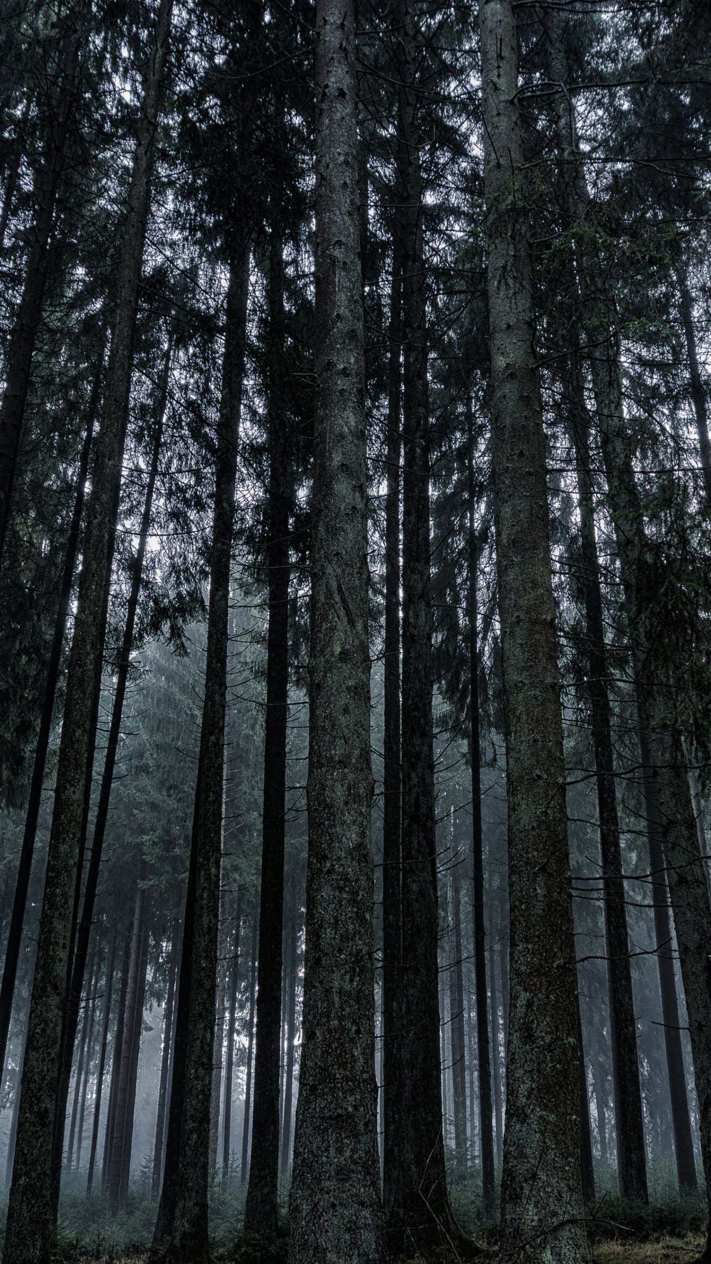 fond d'écran iphone sombre,arbre,forêt,la nature,forêt de sapins et d'épinettes,forêt ancienne