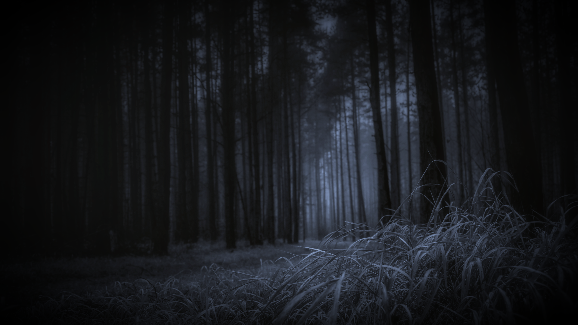 dark theme wallpaper,black,nature,darkness,forest,tree