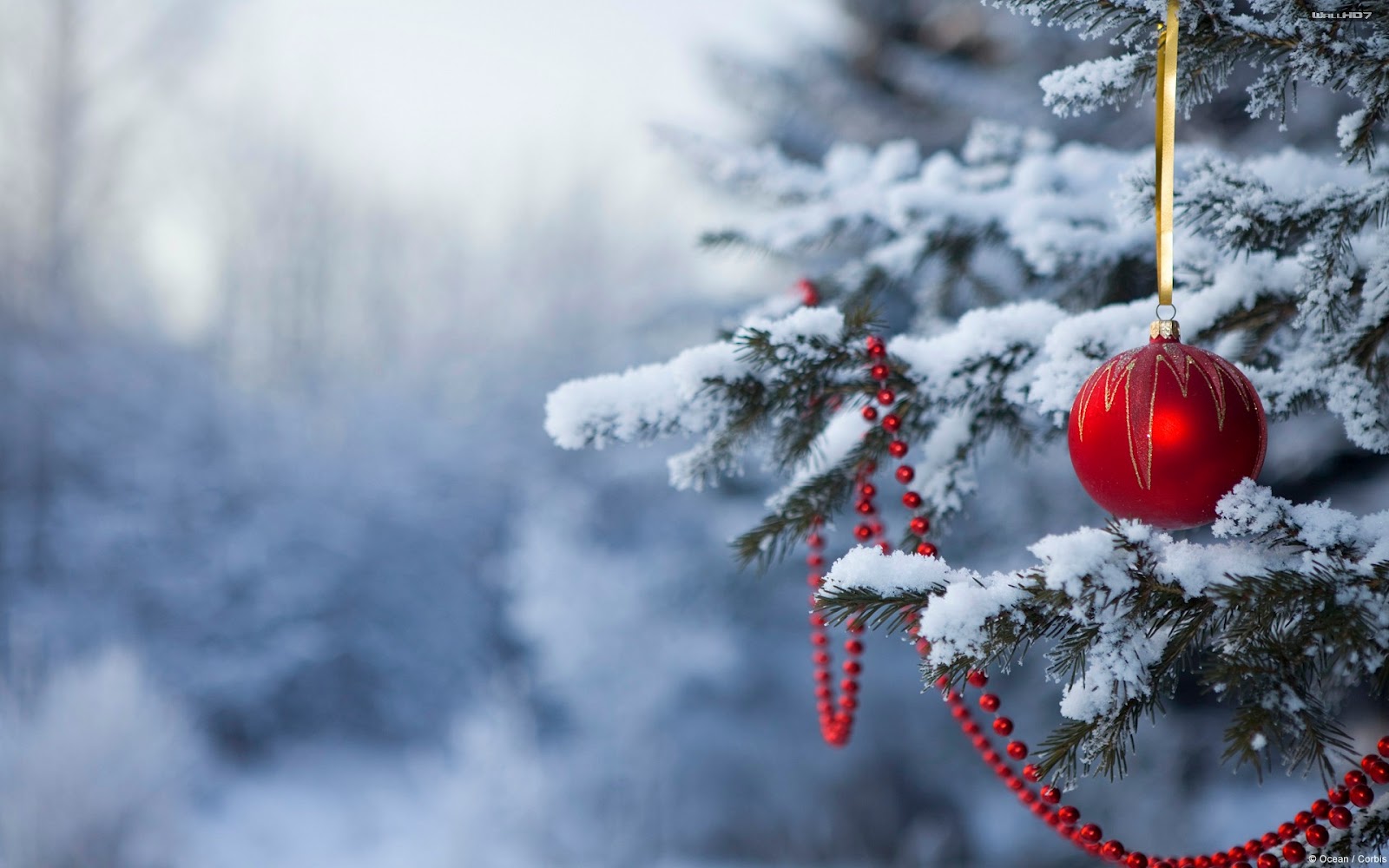 wallpaper navidad,winter,red,snow,freezing,frost