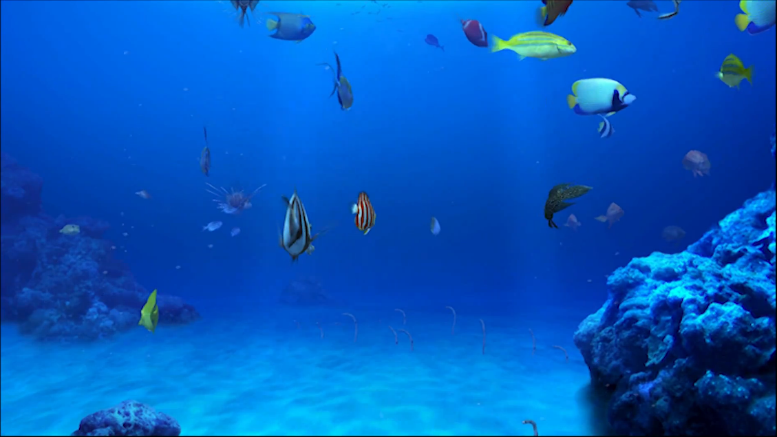 fond d'écran en movimiento,sous marin,biologie marine,poissons de récifs coralliens,bleu,récif de corail
