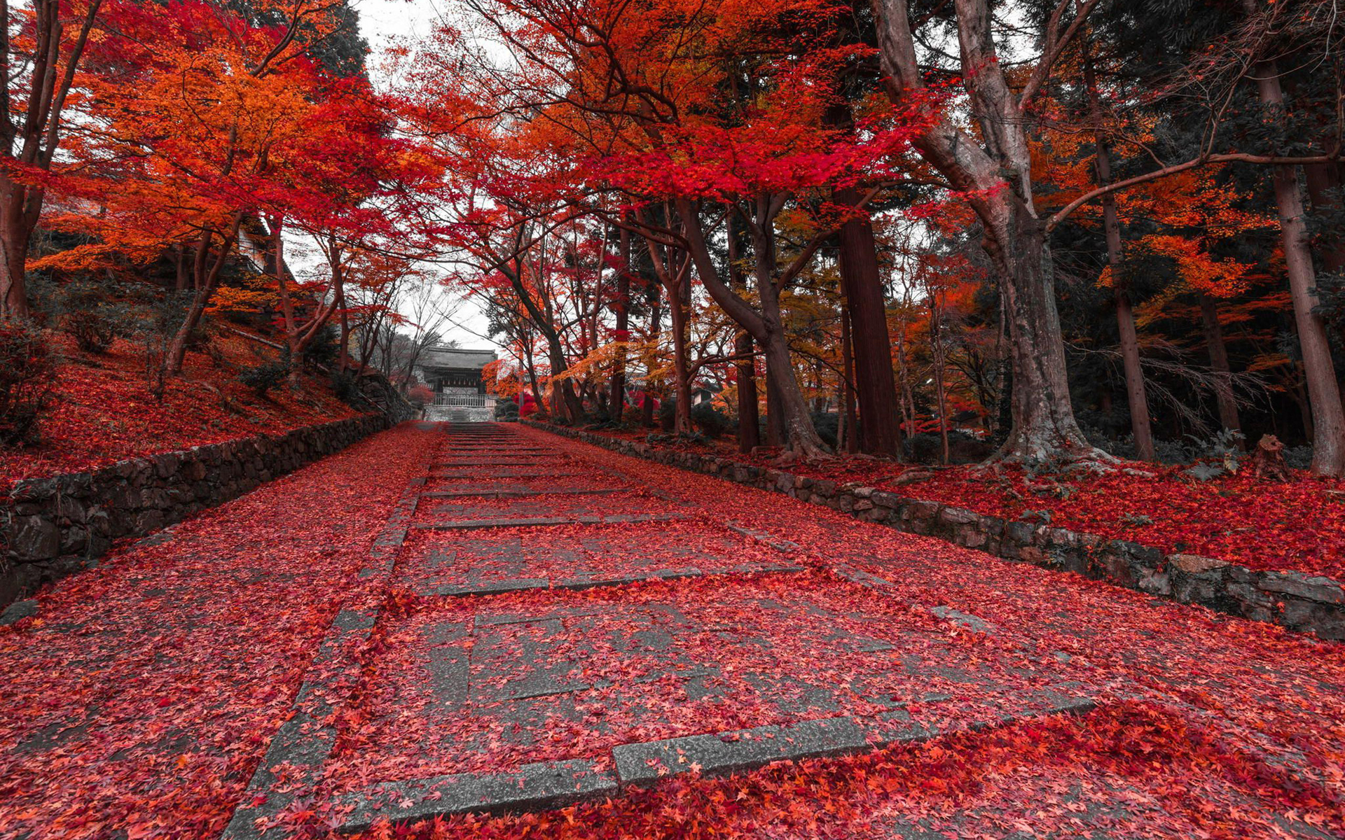 carta da parati fondos,rosso,albero,natura,foglia,paesaggio naturale