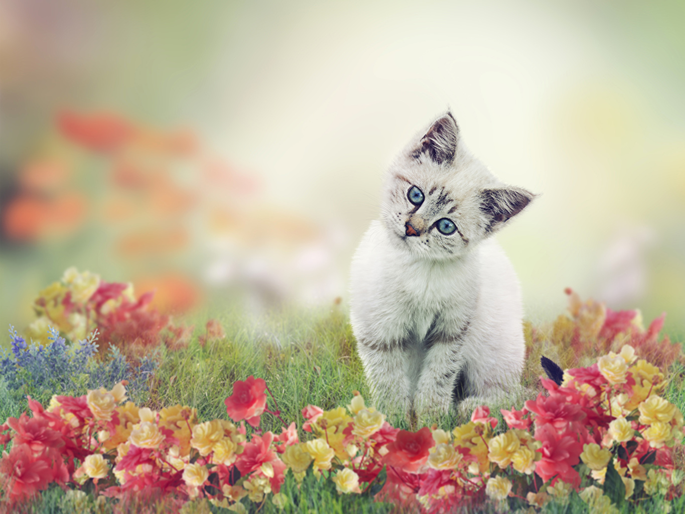 imagens wallpaper,cat,small to medium sized cats,felidae,kitten,ragdoll