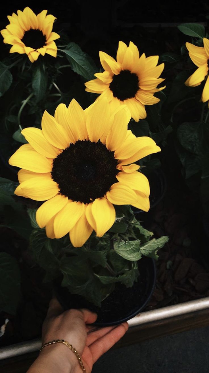 fondos de pantalla,flor,girasol,amarillo,pétalo,planta