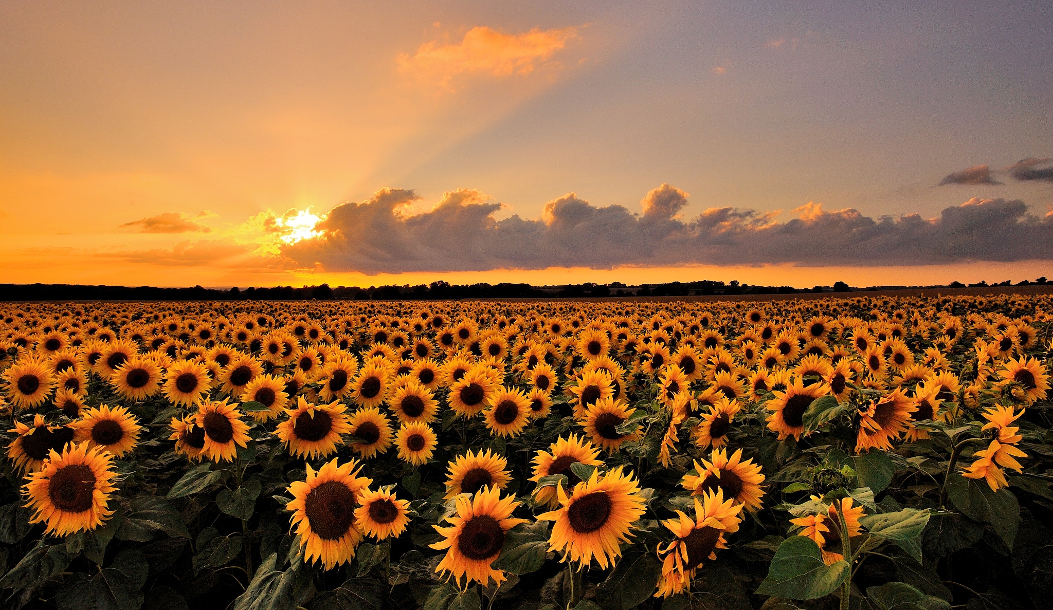 imagens wallpaper,sunflower,flower,sky,field,sunflower