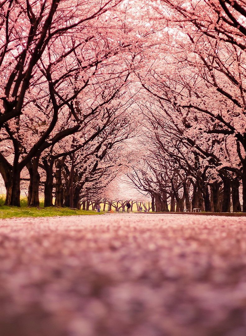 stellt sich tapete vor,natur,natürliche landschaft,baum,himmel,frühling