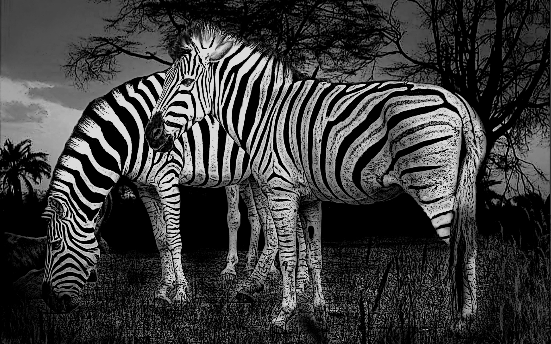 los mejores wallpapers,terrestrial animal,wildlife,zebra,nature reserve,grass