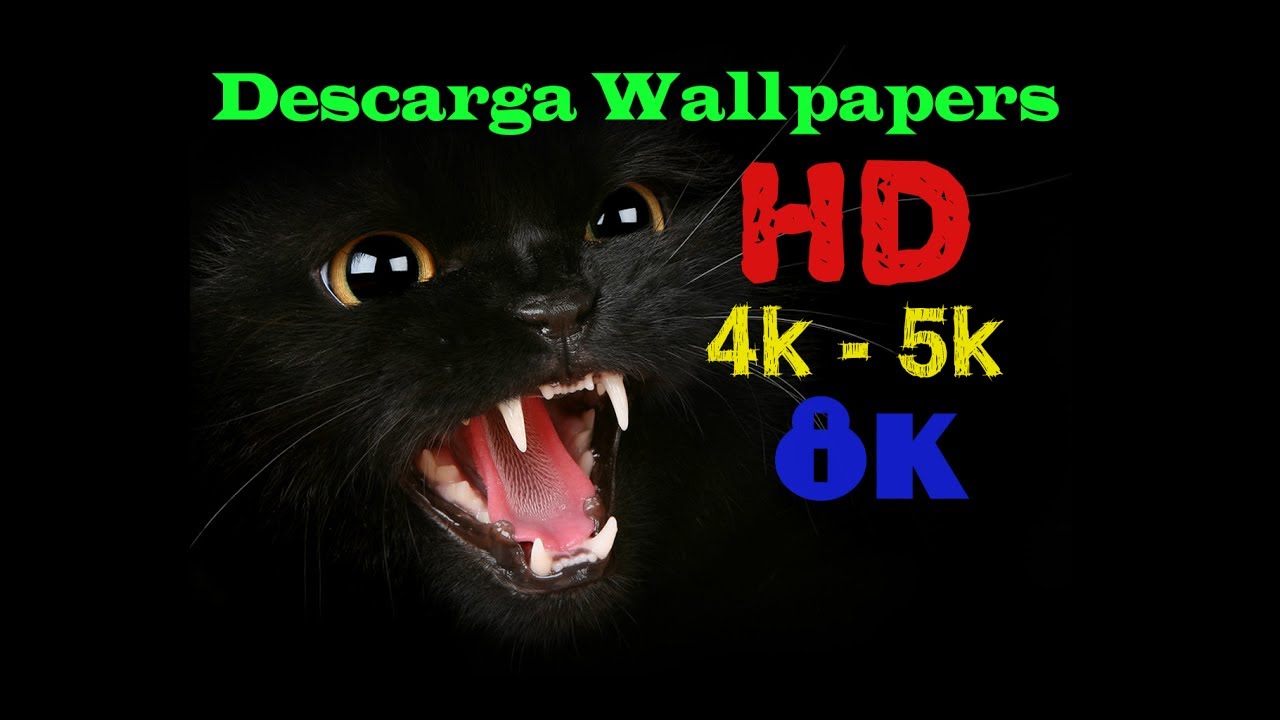 descargar wallpapers,felidae,facial expression,black cat,whiskers,photo caption