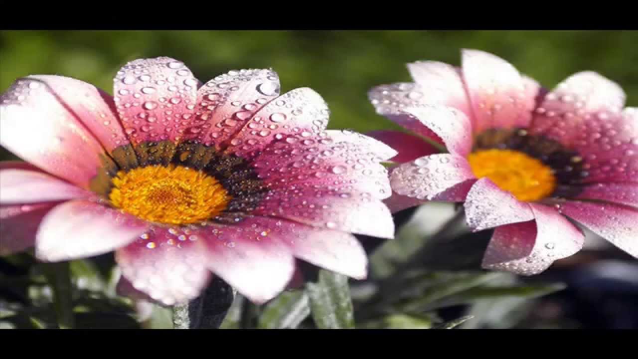 descargar wallpapers,flower,flowering plant,petal,plant,gazania