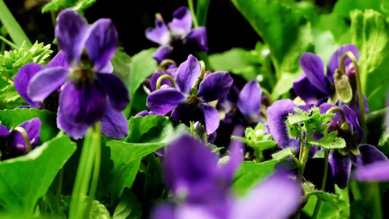 壁紙de壁紙,花,開花植物,バイオレット,工場,紫の