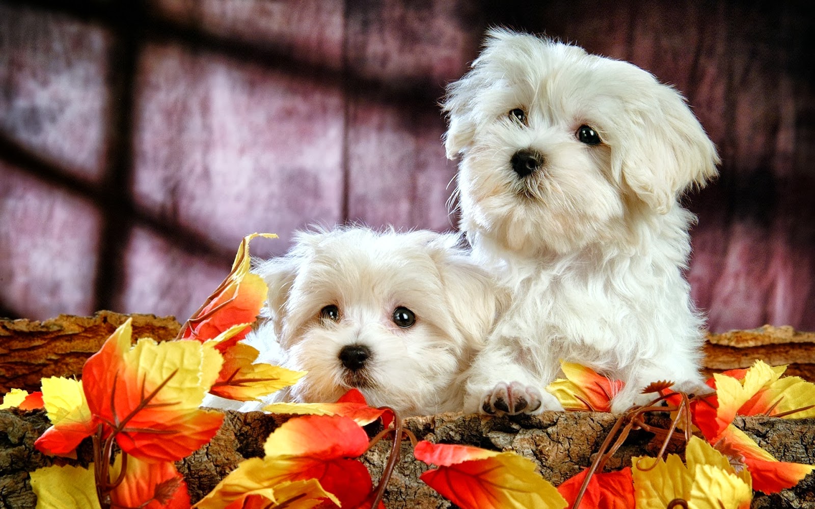 imagenes de wallpaper,chien,maltais,chiot