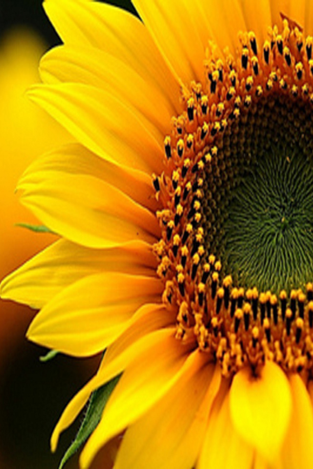 imagenes de wallpaper,sunflower,flower,yellow,petal,sunflower