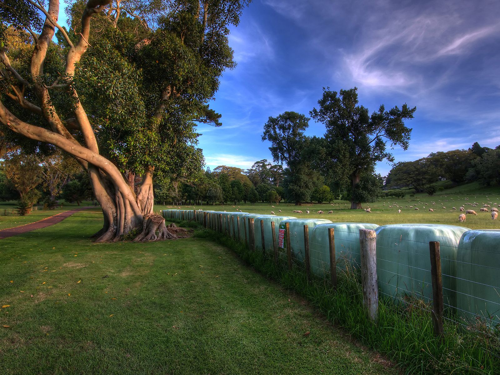 wallpapers paisajes,natural landscape,nature,tree,grass,fence