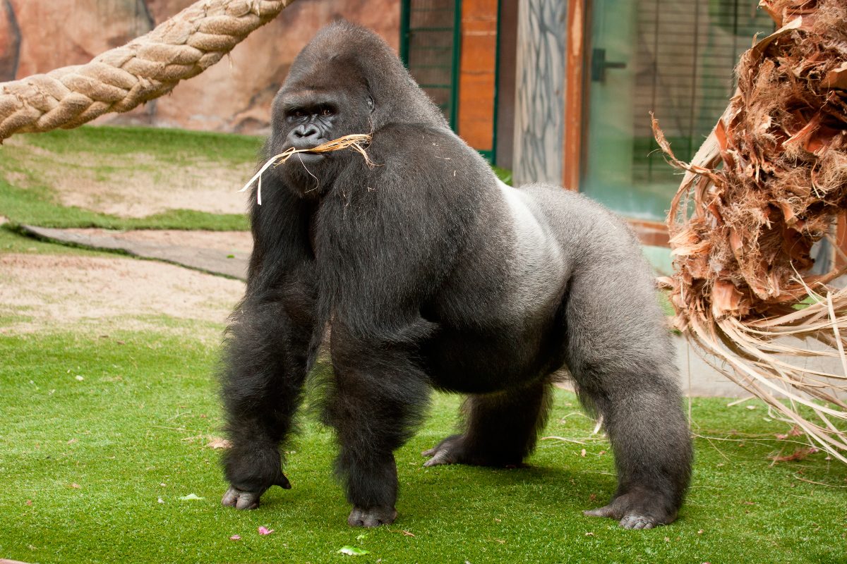 壁紙de壁紙,陸生動物,霊長類,動物園,鼻,草