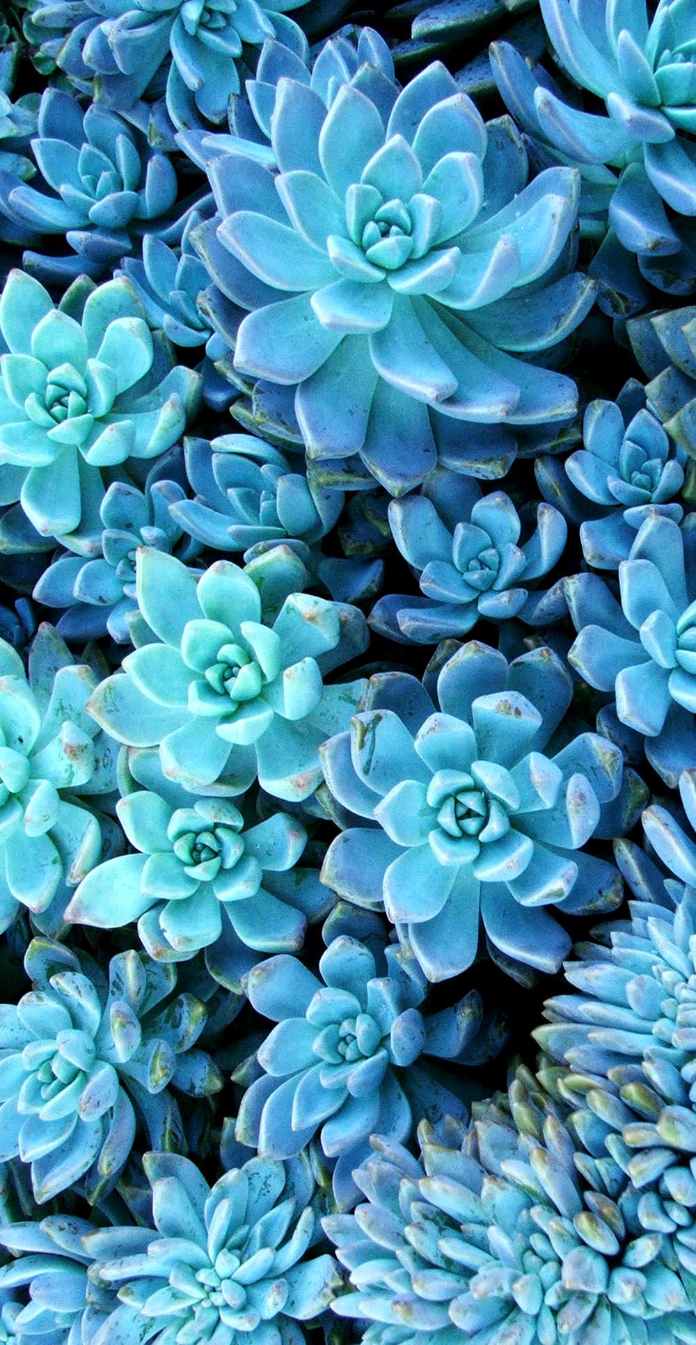 imagenes de wallpaper,bleu,fleur,aqua,echeveria,turquoise