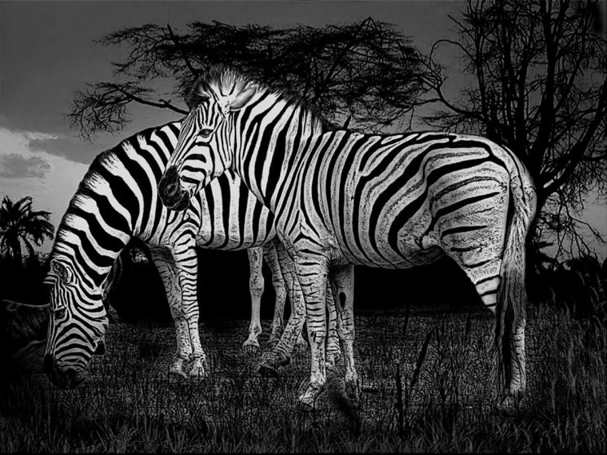 wallpapers hd para pc,terrestrial animal,zebra,wildlife,black,black and white