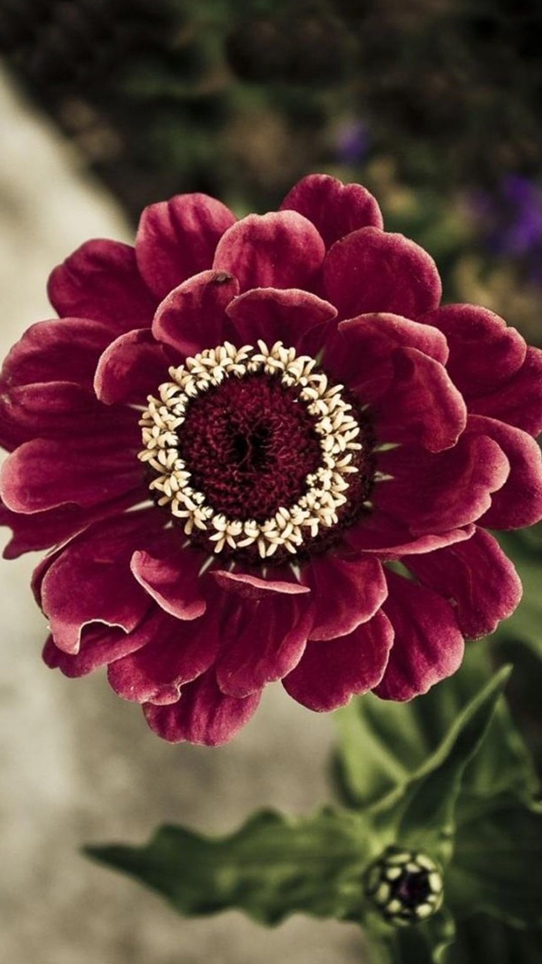 floral iphone wallpaper,flower,flowering plant,petal,plant,zinnia