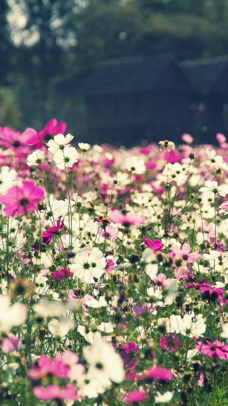 floral iphone wallpaper,flower,flowering plant,plant,petal,pink