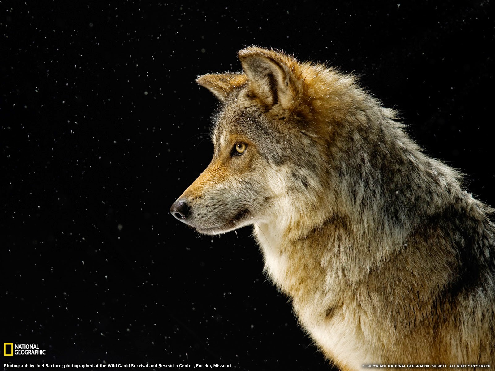 carta da parati lobo,natura,lupo rosso,canis lupus tundrarum,lupo,coyote