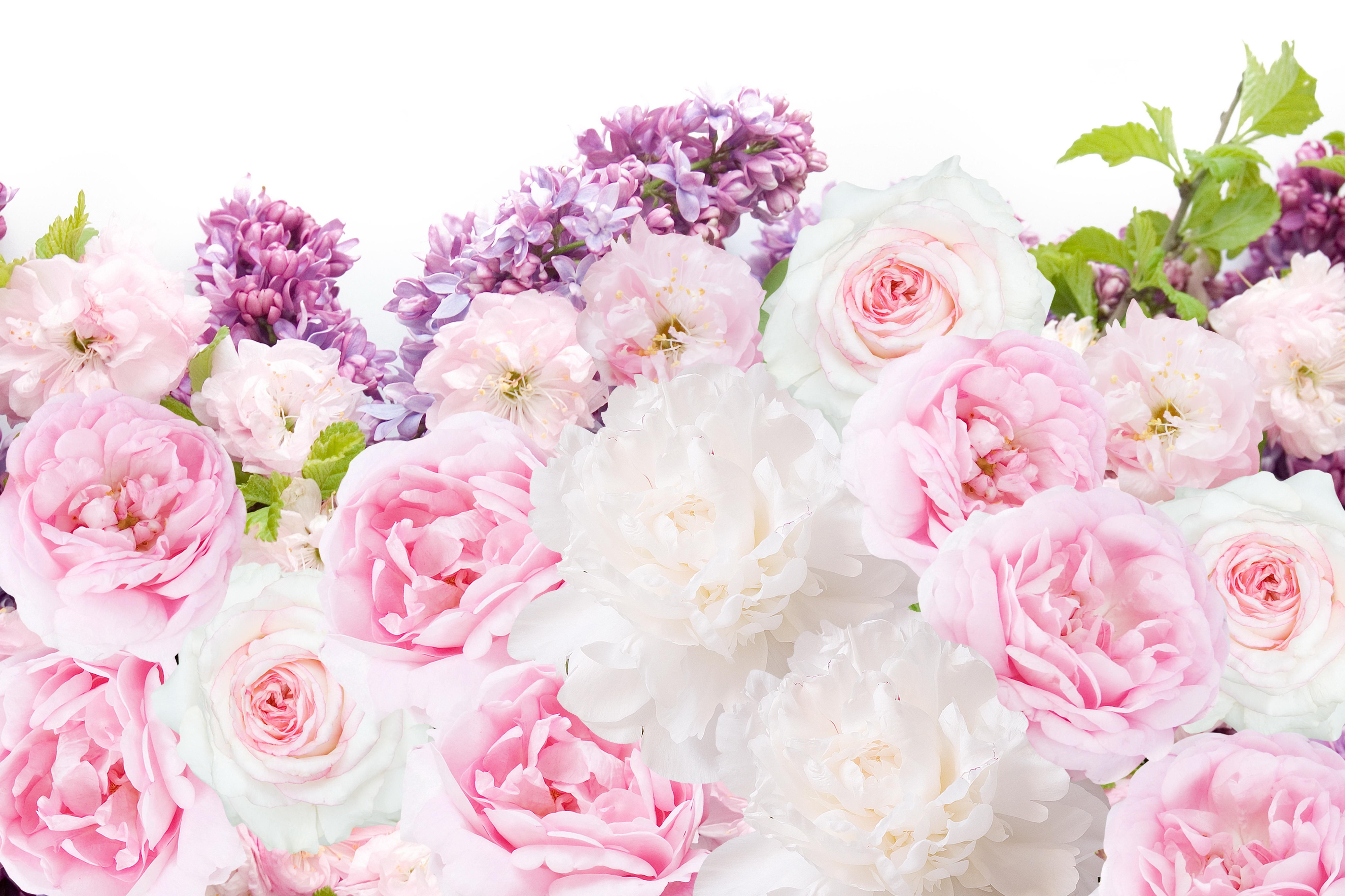 carta da parati rosa e bianca,fiore,pianta fiorita,rose da giardino,rosa,rosa centifolia