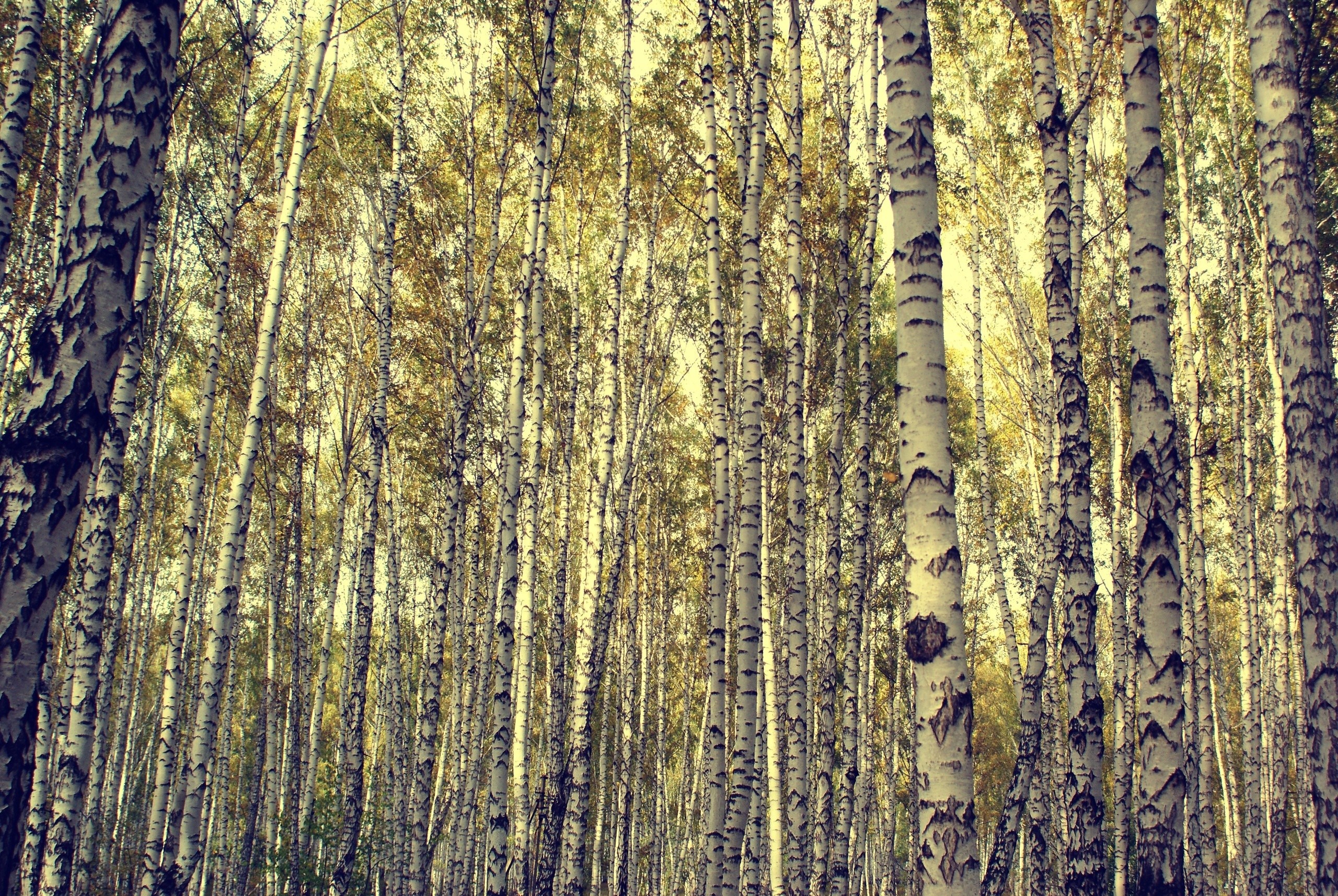 carta da parati di betulla,albero,shellbark hickory,tronco,pianta legnosa,foresta