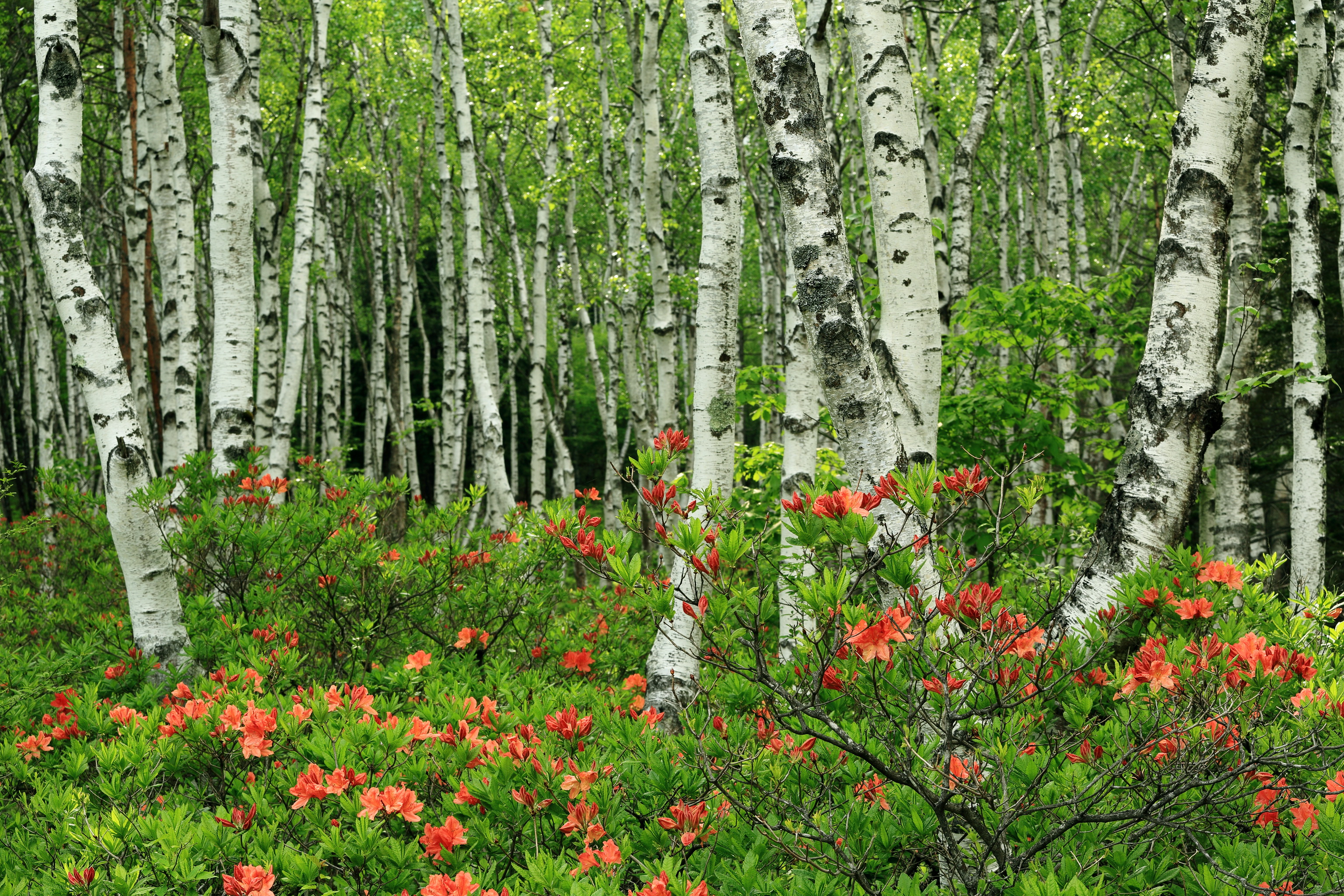 birch tree wallpaper,flowering plant,tree,plant,natural landscape,flower