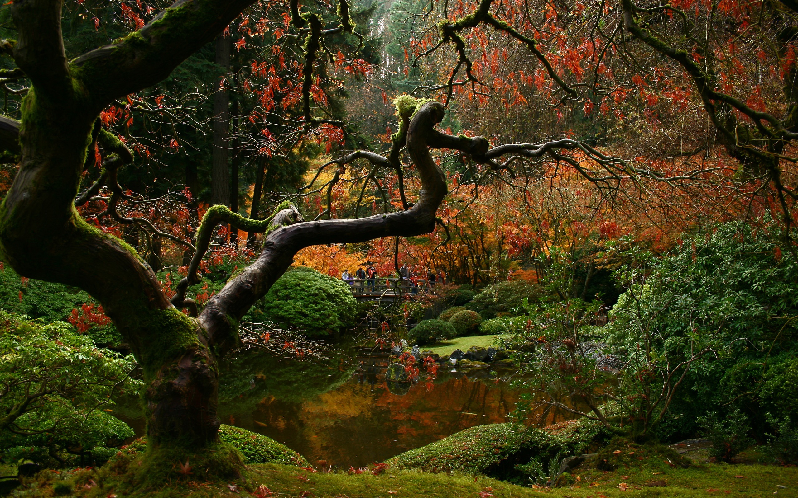 carta da parati hq,albero,paesaggio naturale,natura,foglia,bosco