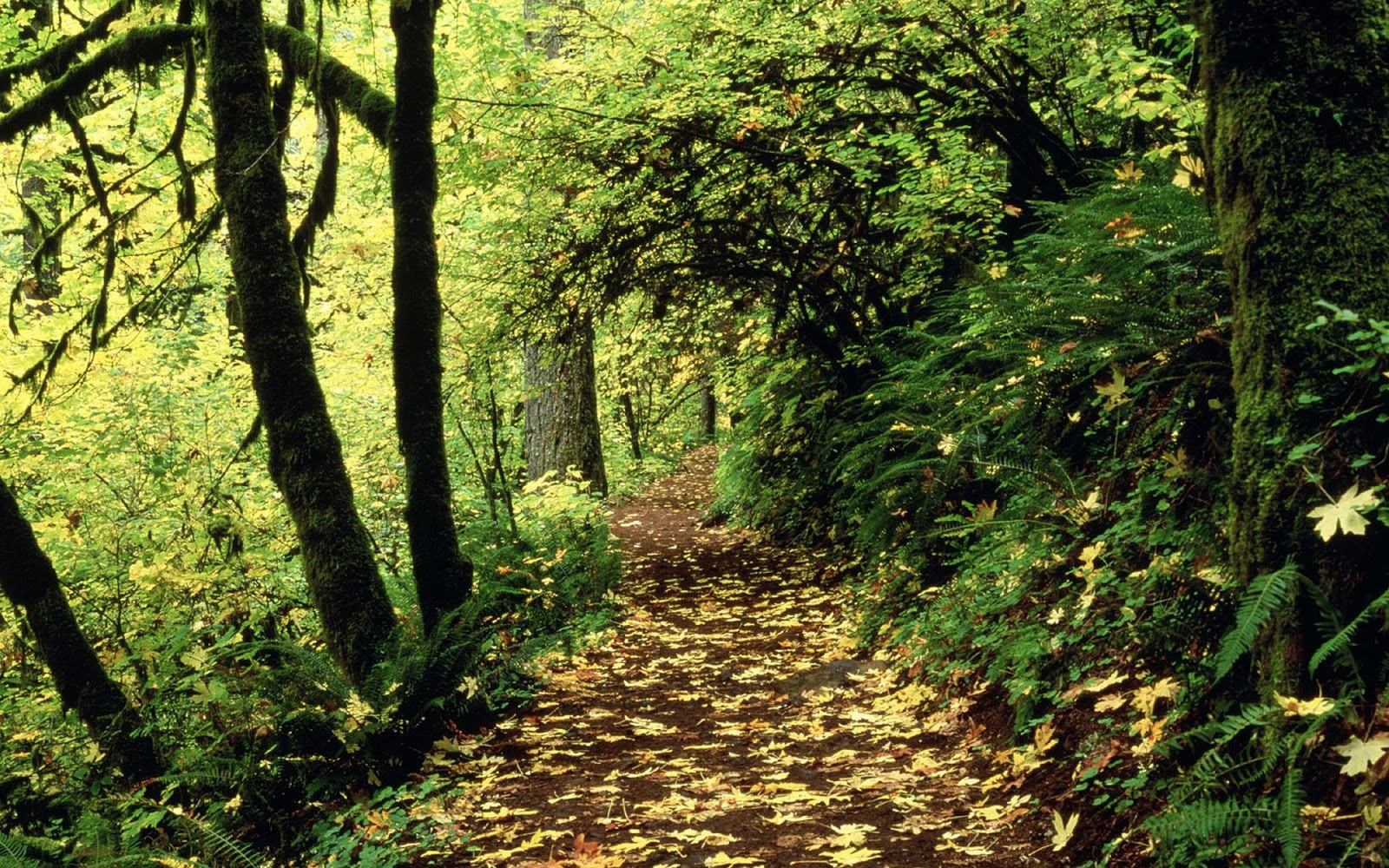 hq tapete,natürliche landschaft,baum,natur,wald,wald