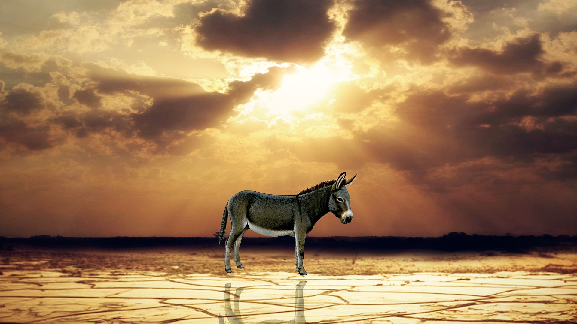 fondo de pantalla hq,cielo,fauna silvestre,caballo,calma,luz del sol