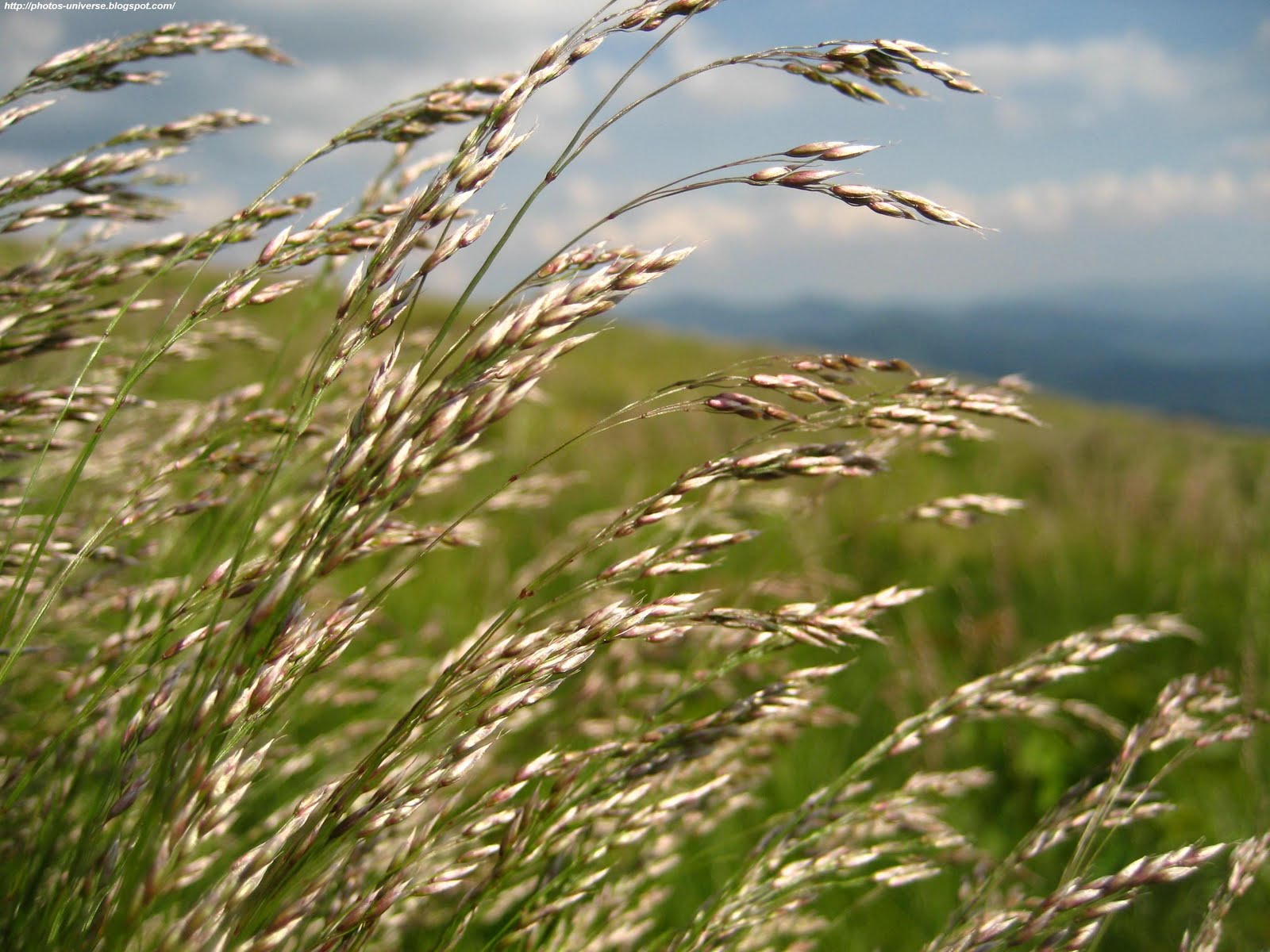 作物の壁紙,草,phragmites,工場,粒,草の家族