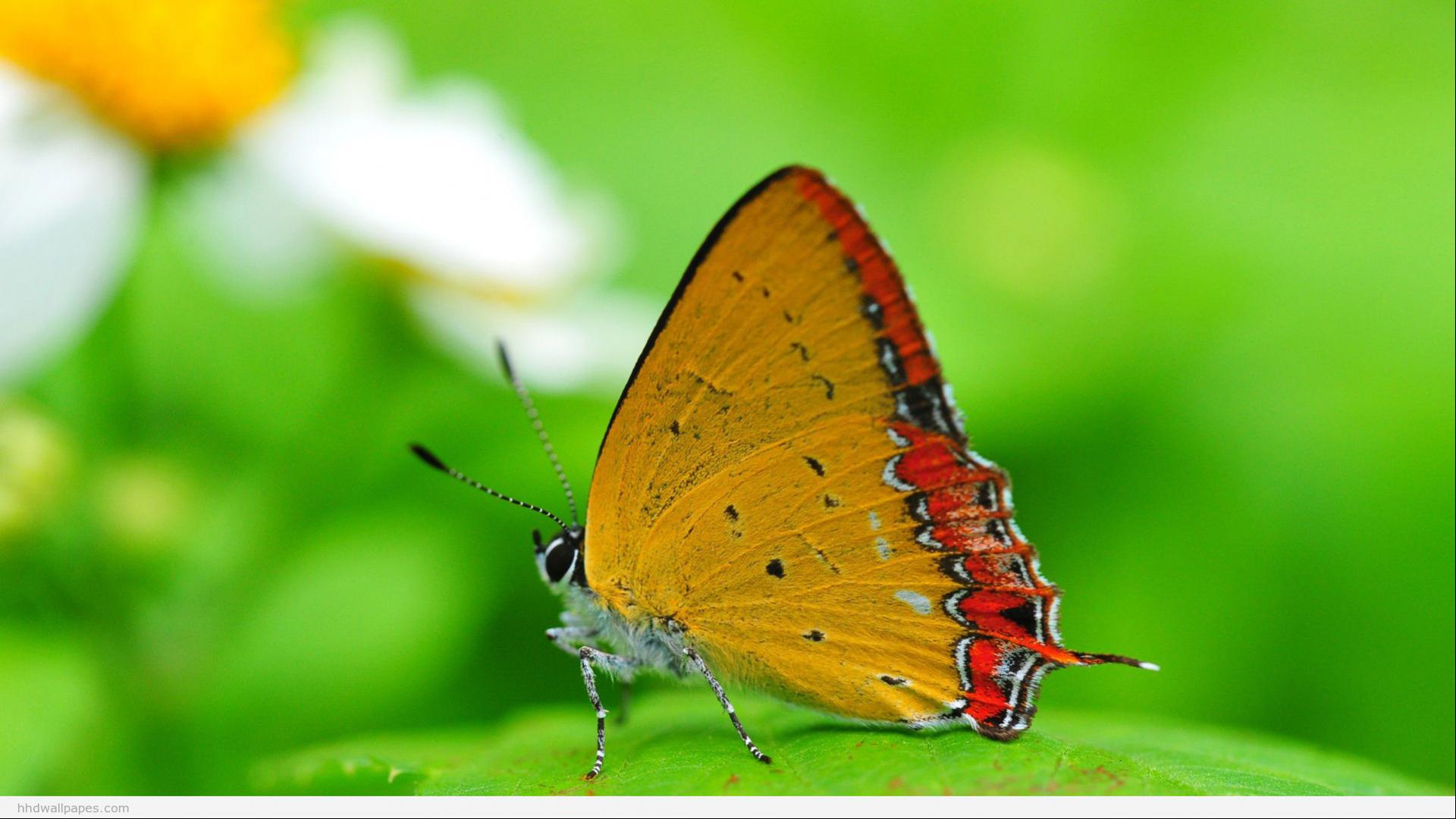 sfondi hd per pc 1080p download gratuito,falene e farfalle,la farfalla,insetto,invertebrato,lycaenid
