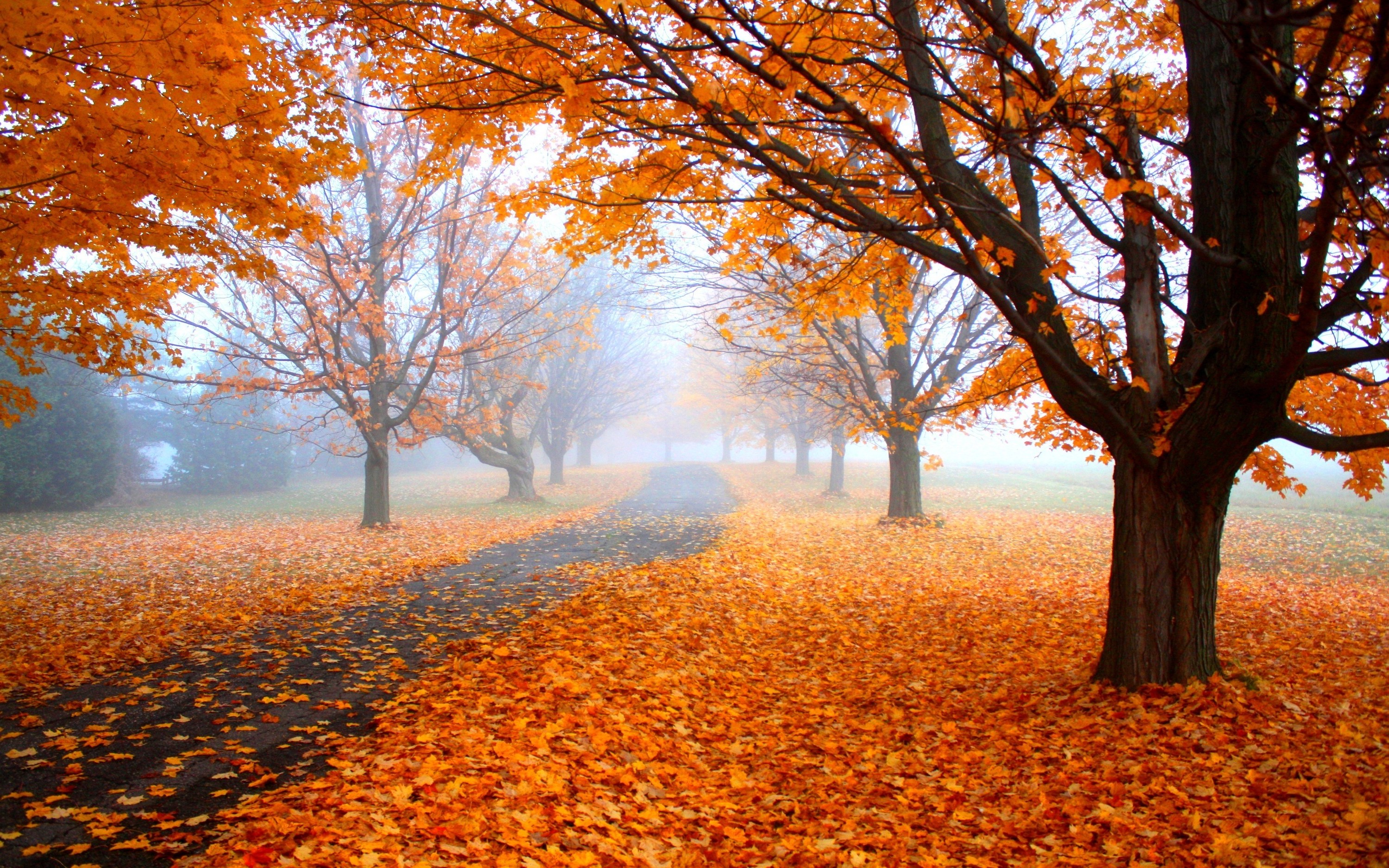 fonds d'écran et arrière plans hd,paysage naturel,arbre,la nature,l'automne,feuille